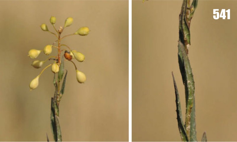 False Flax photo 2