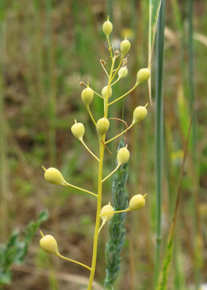 False Flax photo 3