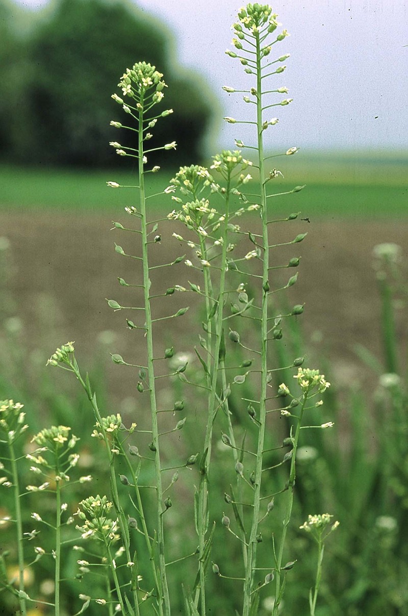 False Flax
