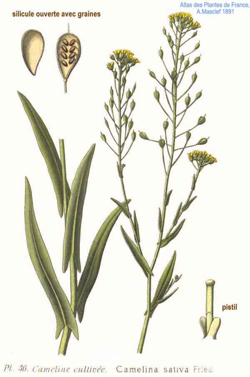 False Flax photo 4