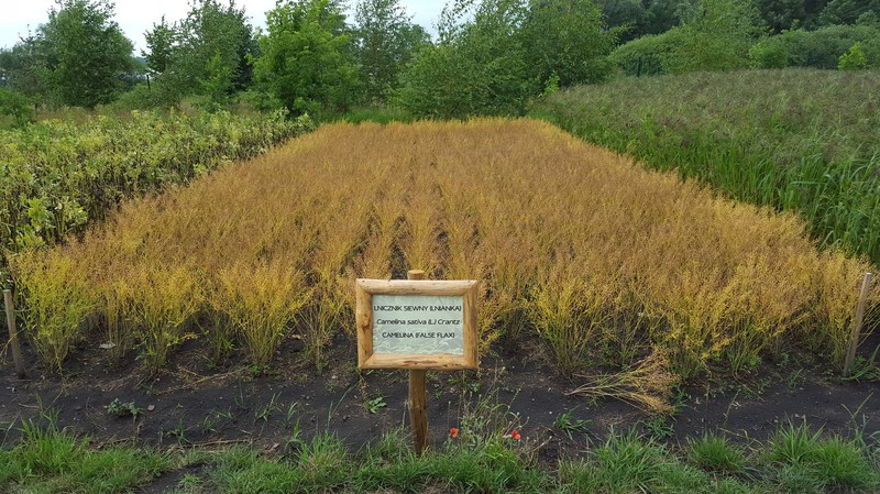 False Flax photo 5