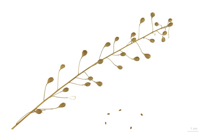 False Flax photo 6
