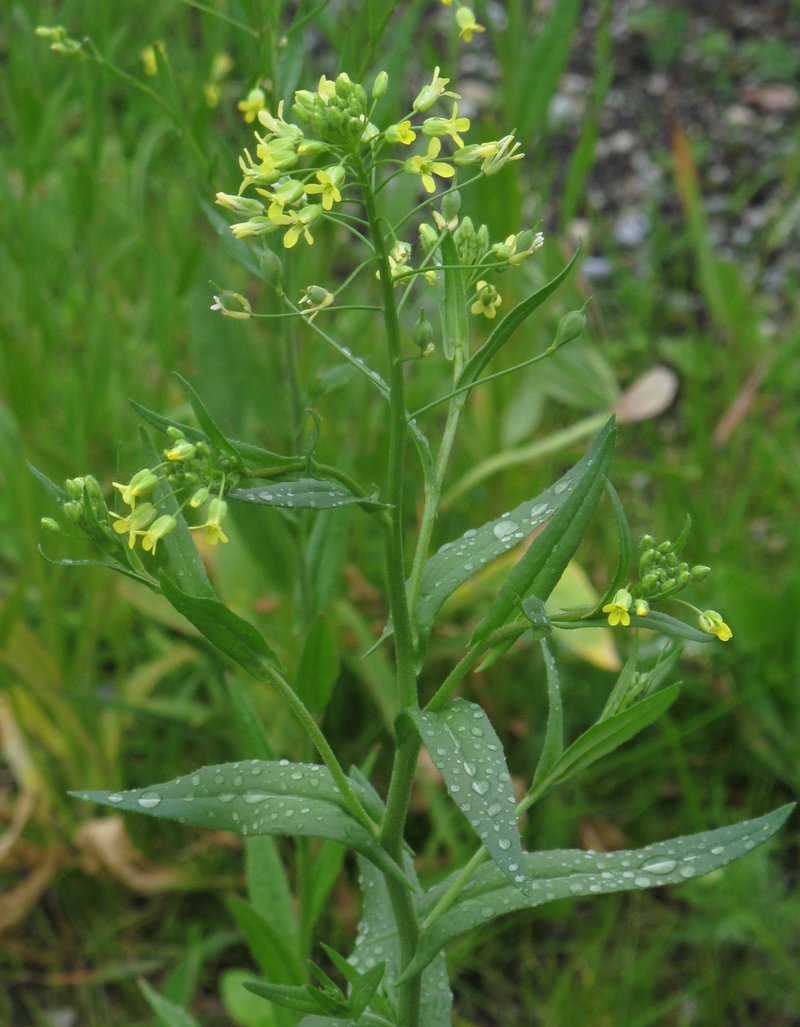 False Flax photo 7