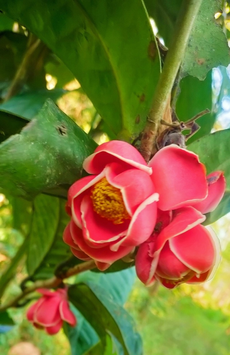 Camellia cattienensis