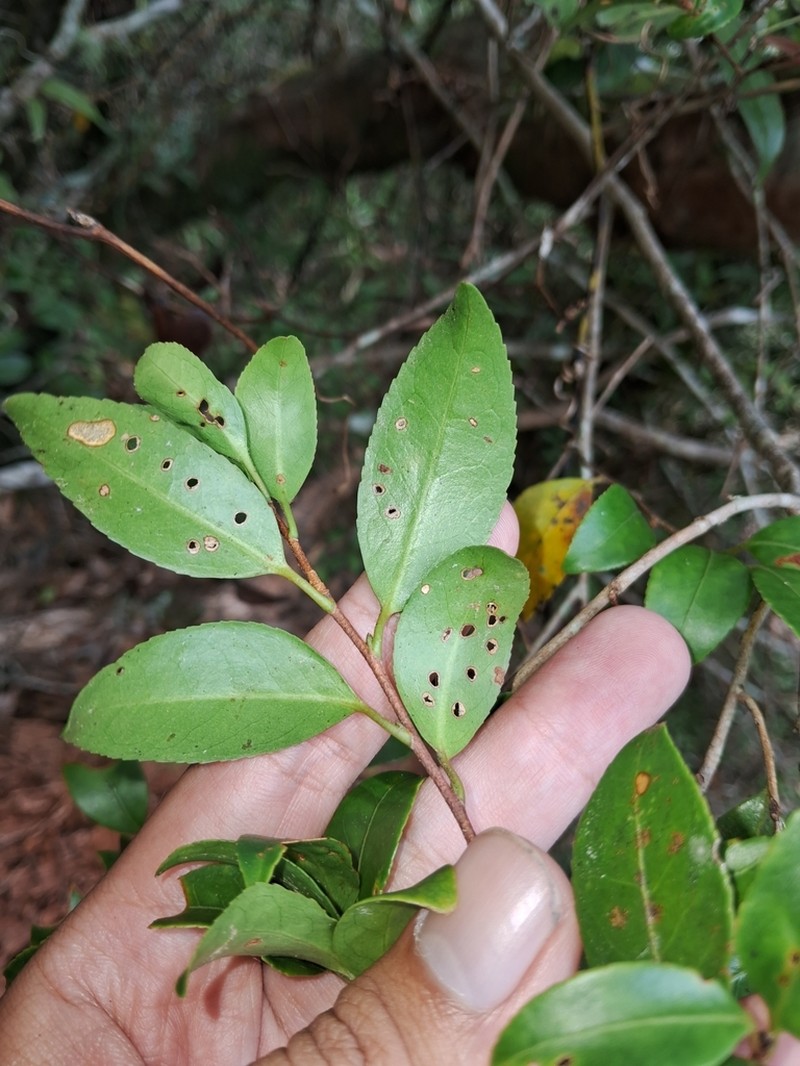 Camellia chinmeiae