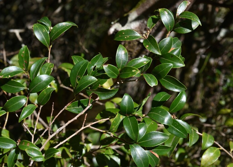 Camellia chinmeiae photo 2