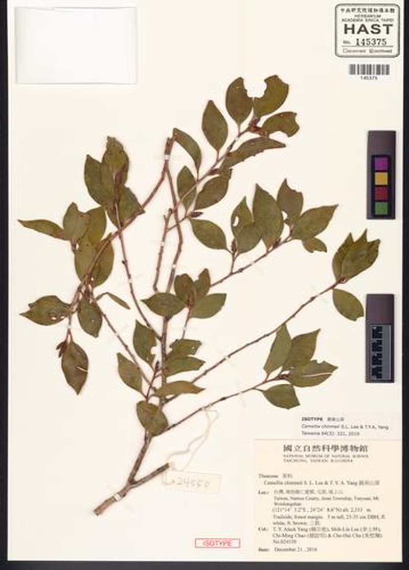 Camellia chinmeiae photo 4
