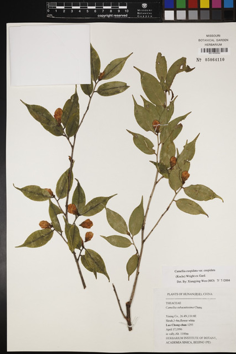 Camellia cuspidata var. cuspidata