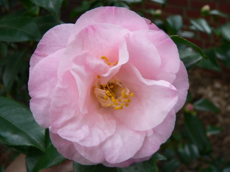 Camellia photo 2
