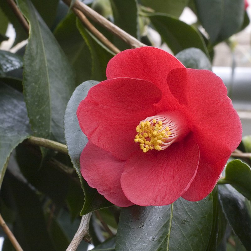 Camellia photo 3