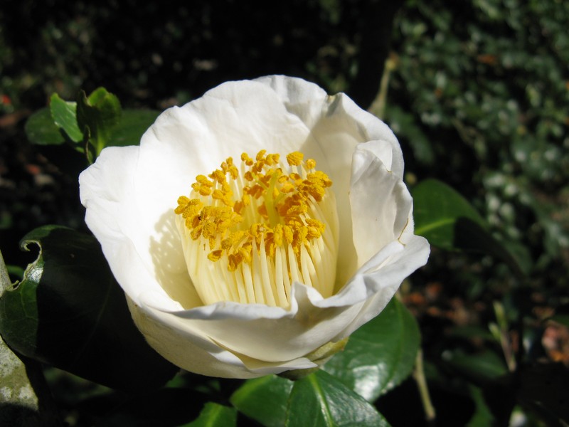 Camellia photo 4