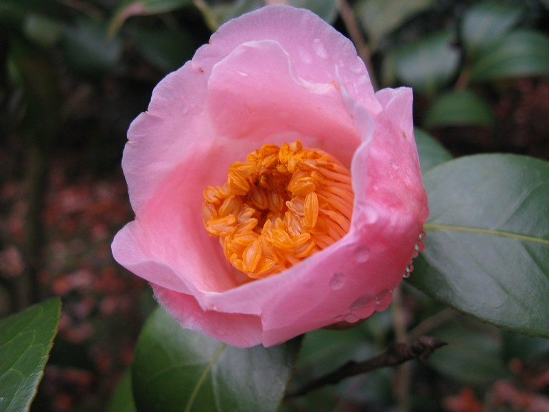 Camellia photo 5