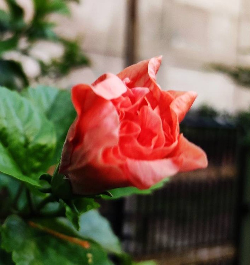 Camellia photo 6