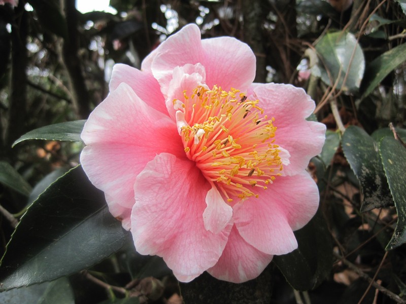 Camellia photo 7