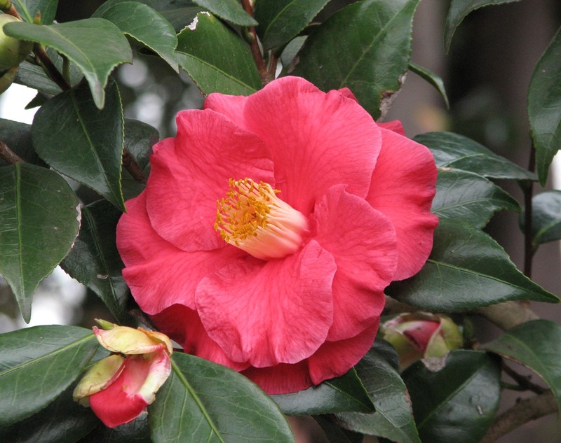 Camellia photo 8