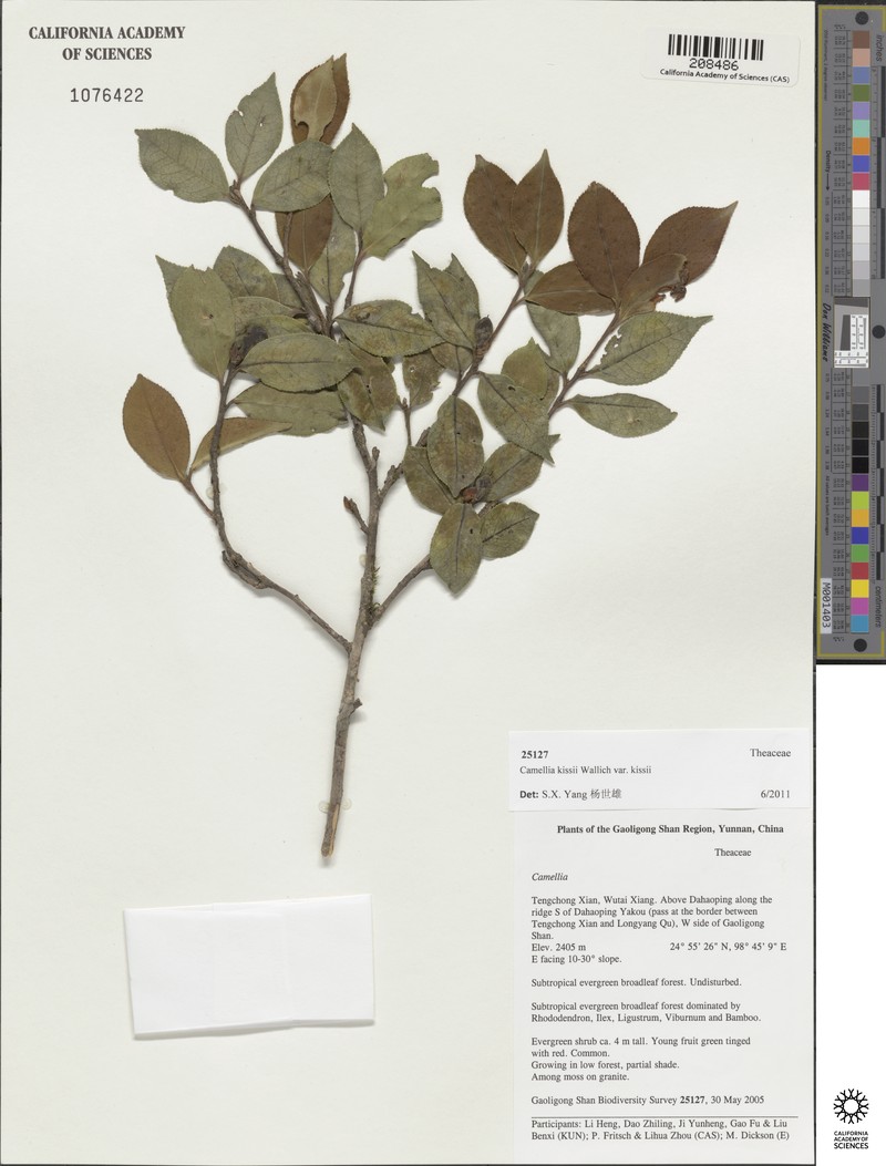 Camellia kissi var. kissi