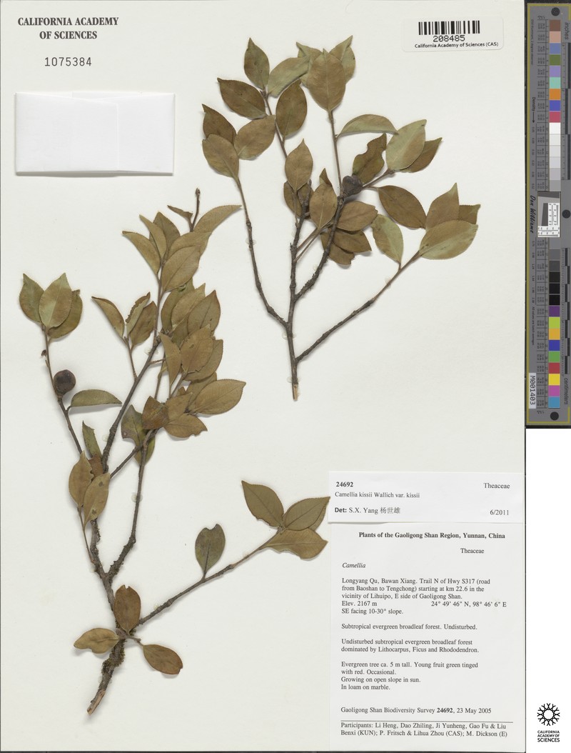 Camellia kissi var. kissi photo 2