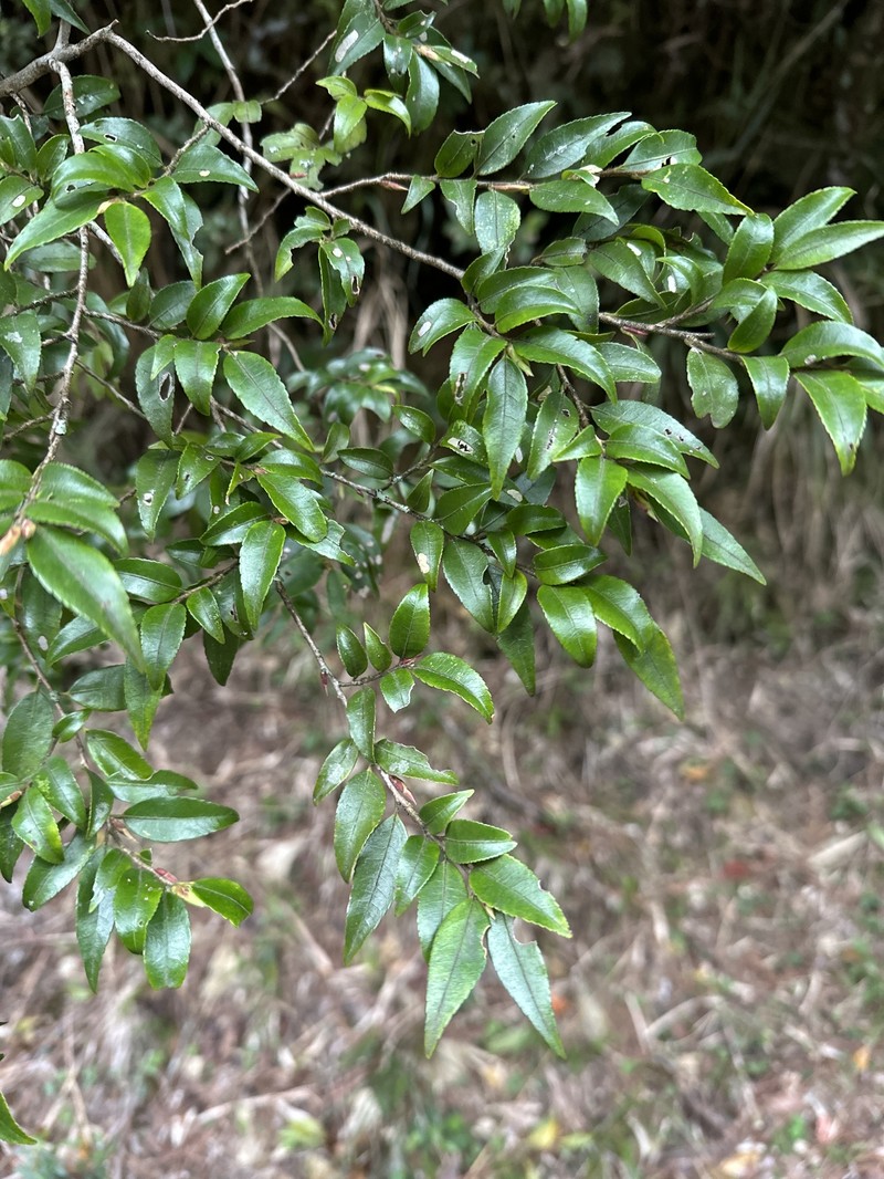 Camellia lutchuensis var. lutchuensis
