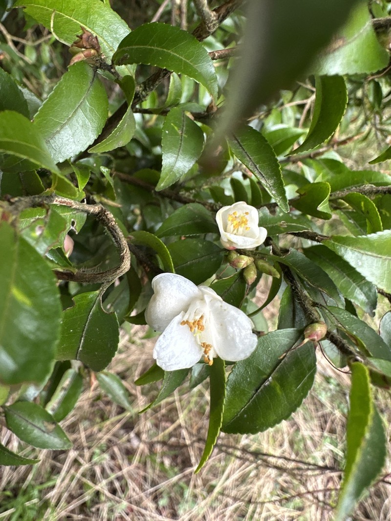 Camellia lutchuensis var. lutchuensis photo 2