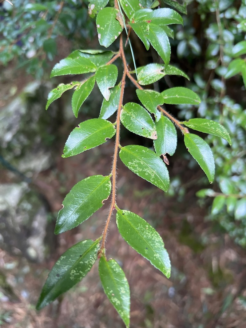 Camellia lutchuensis var. lutchuensis photo 3