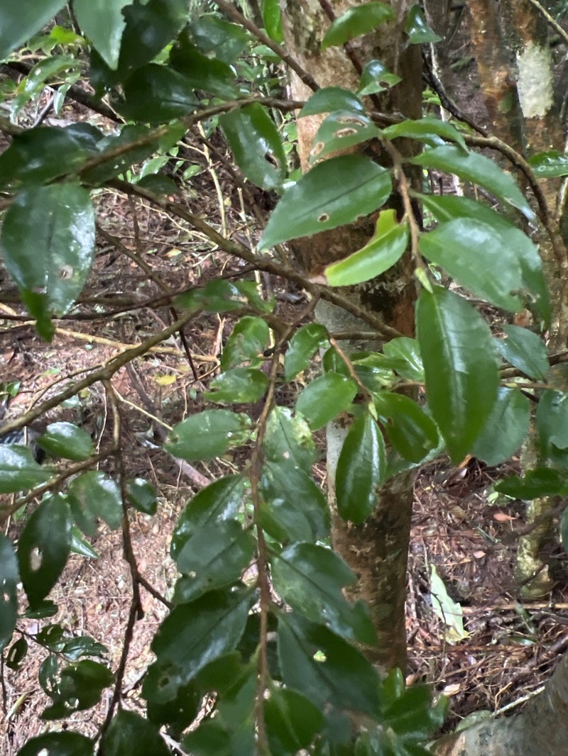 Camellia lutchuensis var. lutchuensis photo 4