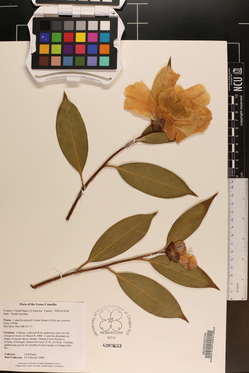 Camellia pitardii var. pitardii