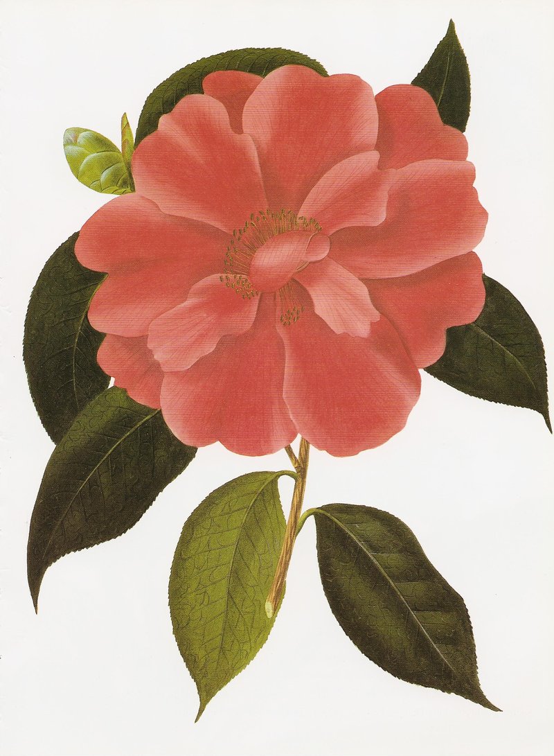 To-Tsubaki