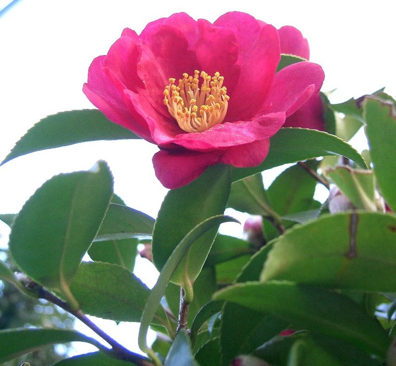 Sasanqua Camellia