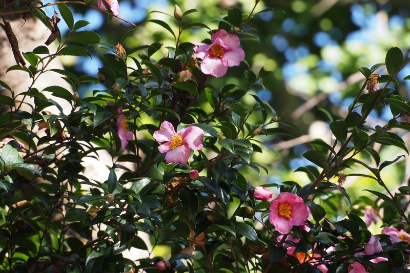 Sasanqua Camellia photo 2