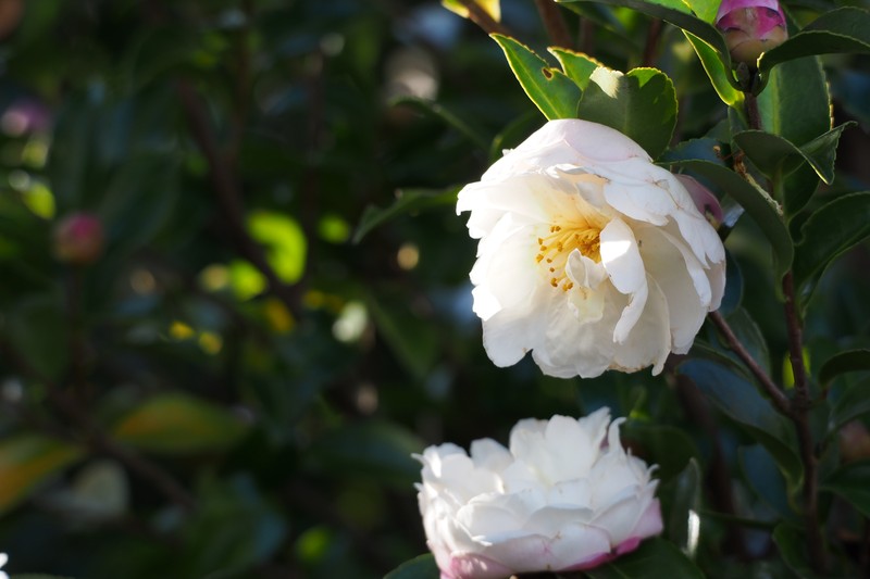 Sasanqua Camellia photo 3