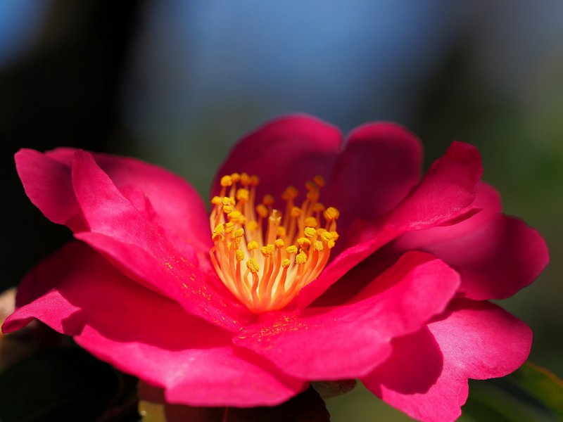 Sasanqua Camellia photo 5