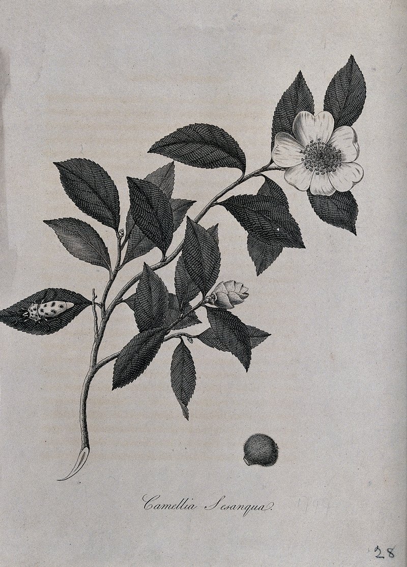 Sasanqua Camellia photo 6