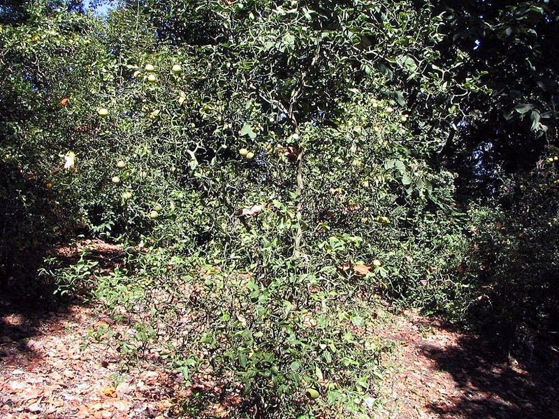 Sasanqua Camellia photo 7