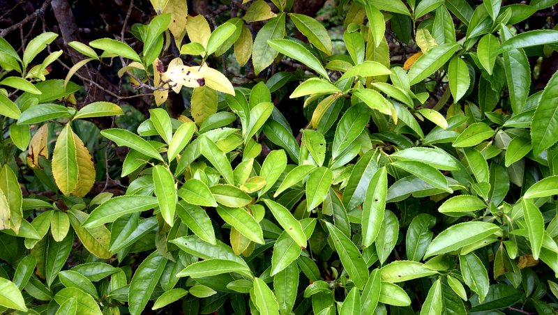 Tea photo 5