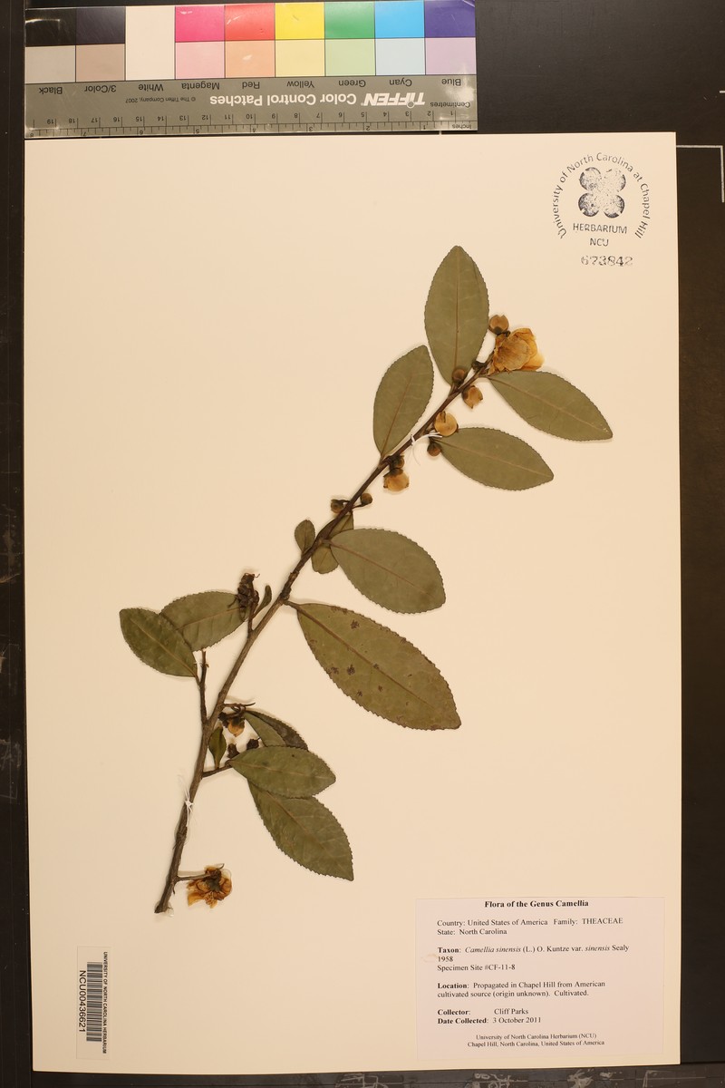 Camellia sinensis var. sinensis