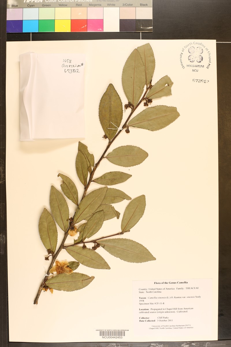 Camellia sinensis var. sinensis photo 2