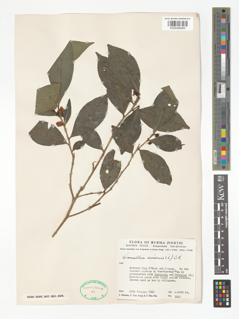 Camellia sinensis var. sinensis photo 3