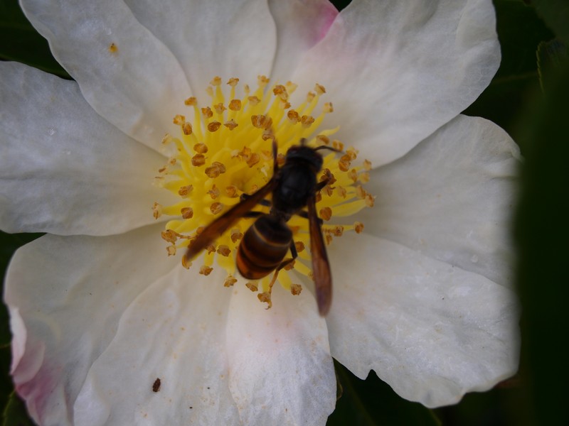 Camellia velutina