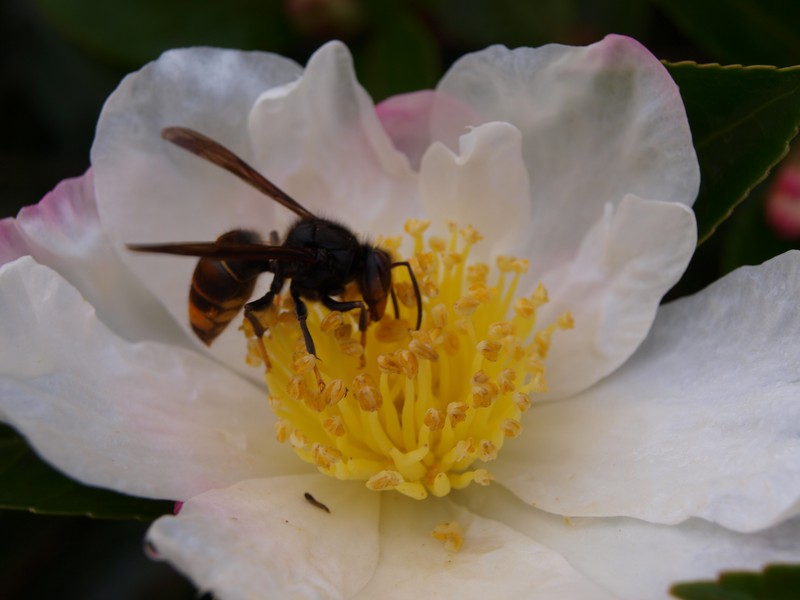 Camellia velutina photo 2