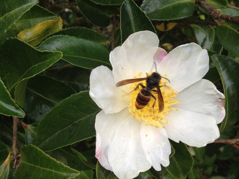 Camellia velutina photo 3