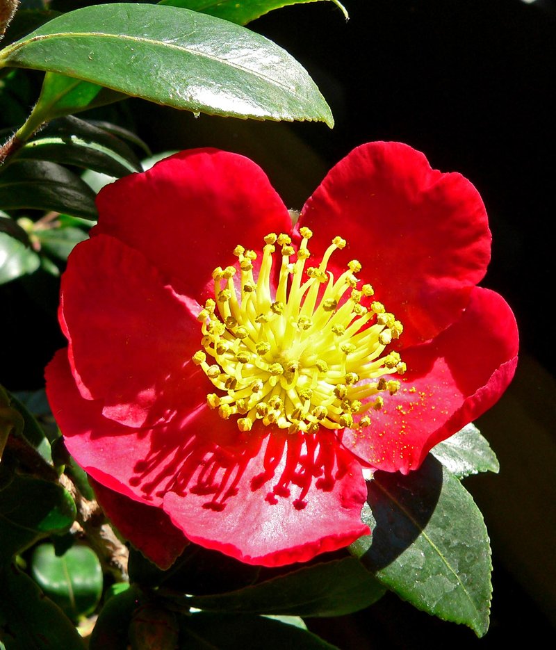 Camellia vernalis