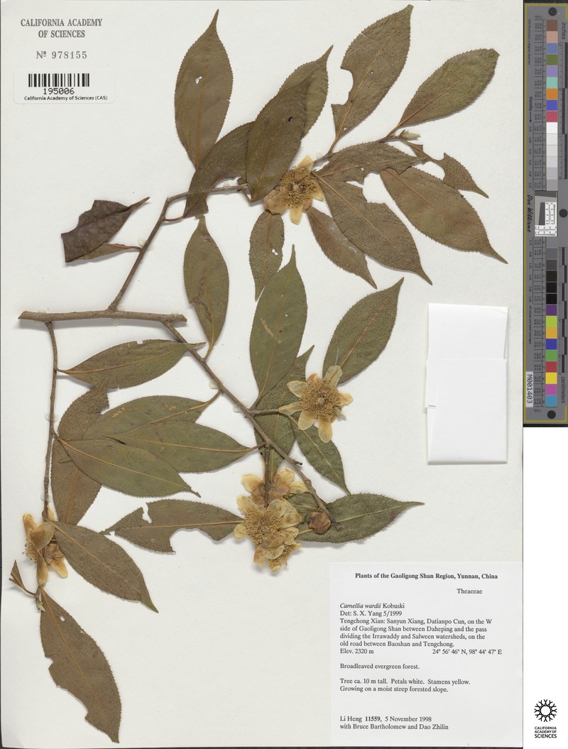 Camellia wardii var. wardii