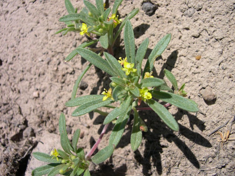 Blackfoot River Evening Primrose photo 3