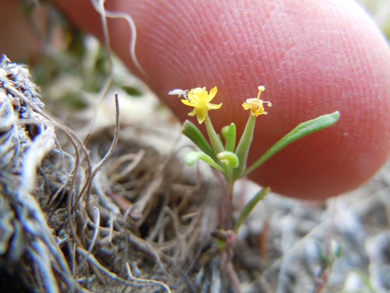 Blackfoot River Evening Primrose photo 4