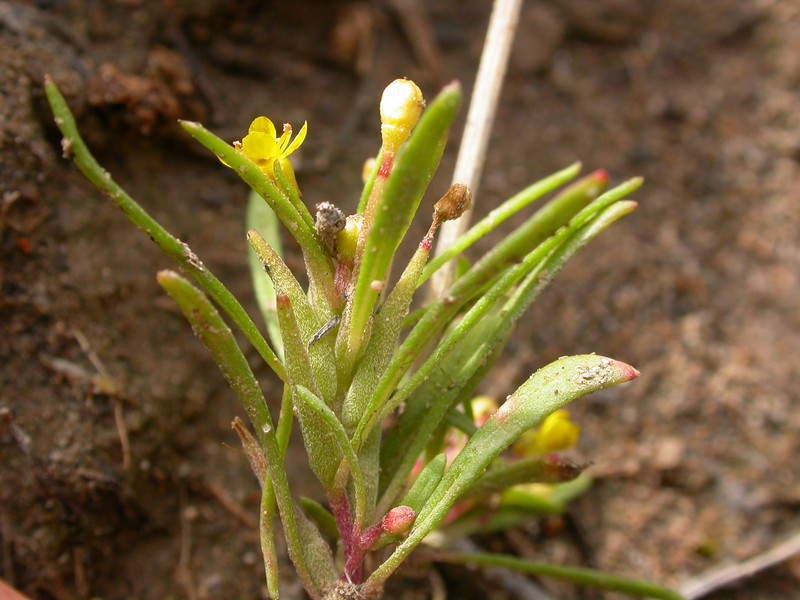Blackfoot River Evening Primrose photo 2