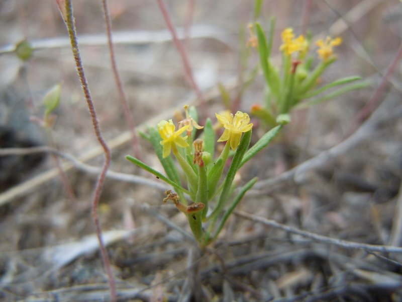 Blackfoot River Evening Primrose photo 5