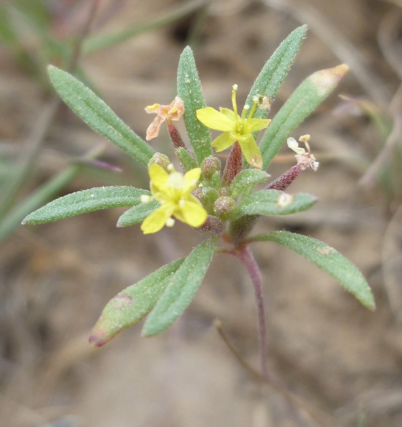 Blackfoot River Evening Primrose photo 6