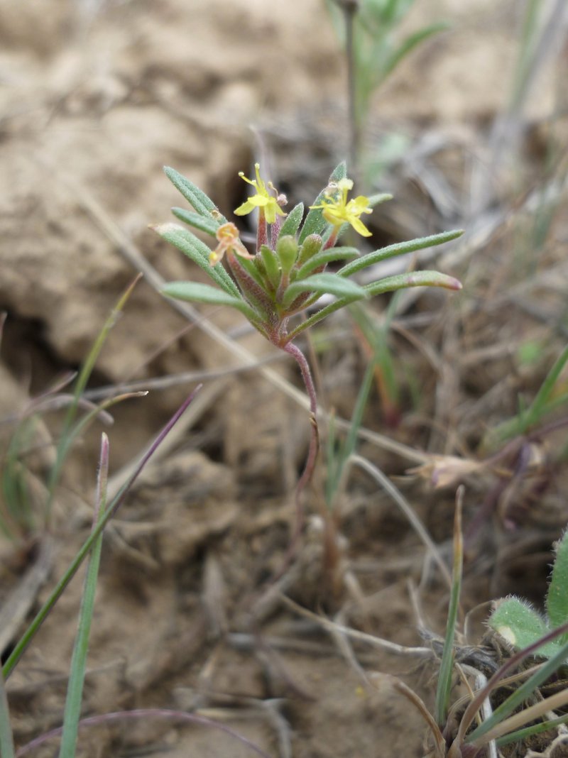 Blackfoot River Evening Primrose photo 7