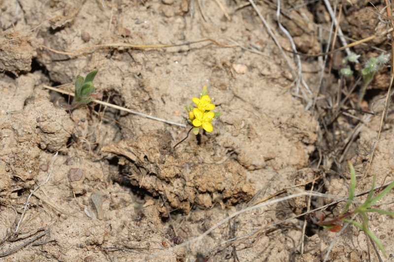 Blackfoot River Evening Primrose photo 8