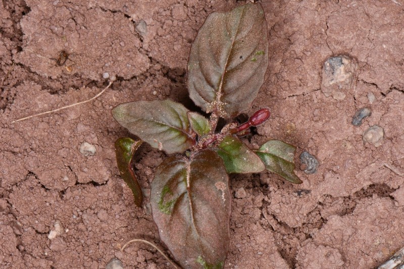 Camissonia bairdii photo 2